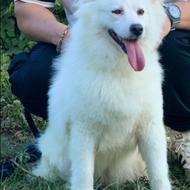 سامویید ماده واگذاری