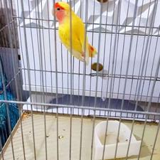 طوطی برزیلی ماده زرد مولد