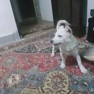 واگذاری توله ماده اشنیپز