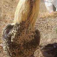 2 عدد خروس لاری ھر عدد 3500