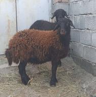 دو عدد بره ماده