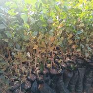 نهال پسته یکساله