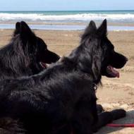 واگذاری ژرمن بلک شولاین موبلند ماده