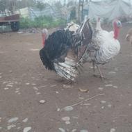 بوقلمون نر 10 ماهه