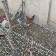 دوعد خروس جوان