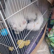 واگذاری گربه پرشین سفید