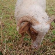 یک راس گوسفند نر