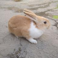 دو عدد خرگوش زیبا و بازی گوش