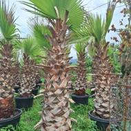 پالم واشنگتن