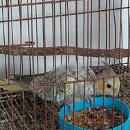 جوجه عروس هلندی 4 ماهه سرحال