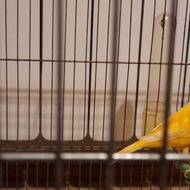 قناری ماده جوان پرتقالی رنگ طبیعی