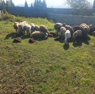 فروش چند راس گوسفند