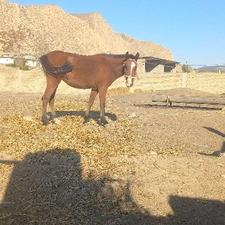 اسب مادیون جوان