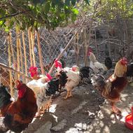 خروس محلی جوان