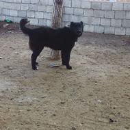 لاس قدرجونی واگزاری