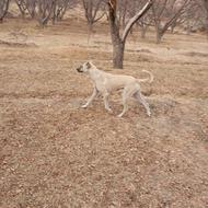 واگذاری سگ جانق بهترین