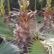 پالم واشنگتونی انانسی تنه قرمز باغ دار هستم