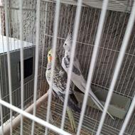 چند جفت طوطی عروس