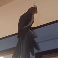 جنسیت ماده دستی