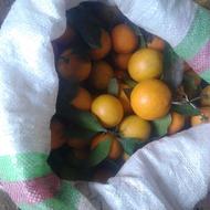 فروش پرتقال محلی(رسمی )
