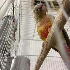 گرینچیک بالغ