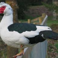 فروش مرغابی و اردک و غاز در انواع قیمت و سایز