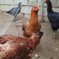 سه عدد مرغ لاری