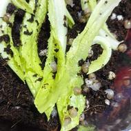 جوجه حلزون زیبا گوشتی و نژاد مولد یک روزه