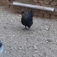 گلین لری ریشو