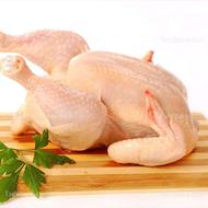 اسکلت مرغ غذای سگ و گربه تلفات تازه