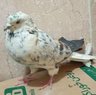 کبوتر نر چلچله پرش