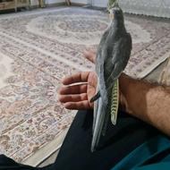 عروس هلندی ماده اهویی رام رام