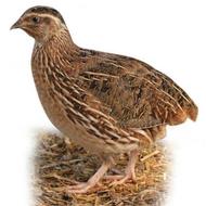 فروش بلدرچین بالغ