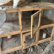 قفس مرغ خروس