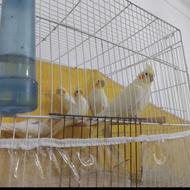 جفت عروس لوتینو مولد به شرط فیلم و عکس