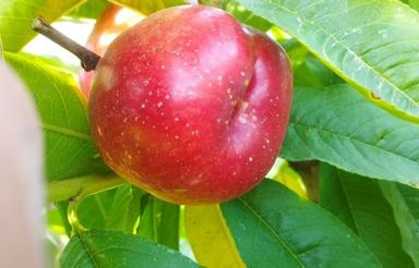 زمین حریم بافت