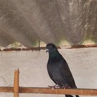 کبوتر نر و ماده پرشی