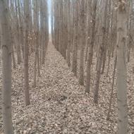 فروش چنار ستان