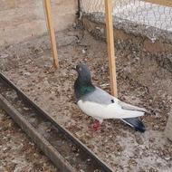 یهودی کبودماده