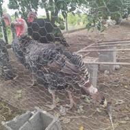 فروش بوقلمون نژاد دار