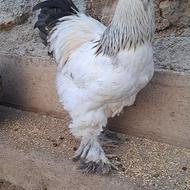 نیمچه خروس برهما