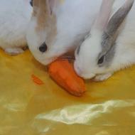 خرگوش فروشی