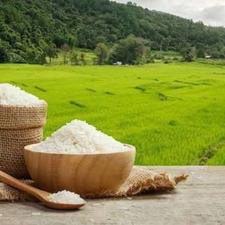 برنج فجر و طارم هاشمی