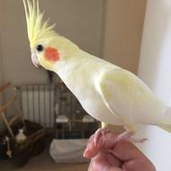 لوتینو ماده اماده جفت گیری