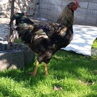 دوعدد جوجه خروس