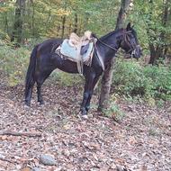 اسب نریون مشکی یورقه