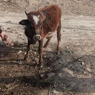 گوساله نر یک ساله