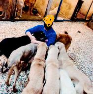 کار در مجموعه پرورش سگ