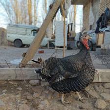 فروش یک عدد بوغلمون ماده