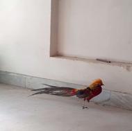 فروش قرقاول بلژیکی